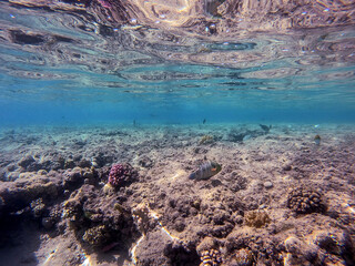 Big Broomtail wrasse (Cheilinus lunulatus) at coral reef..