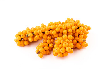 Sea-buckthorn berries branch on a white background