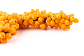 Sea-buckthorn berries branch on a white background