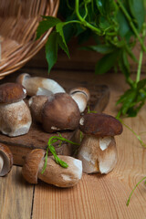 Selective focus on beautyfull porcini mushroom among the pile of wild porcini mushrooms on wooden background at autumn season..