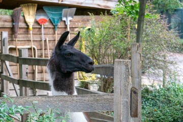 Fototapeta premium Cute black llama standing near the wooden fence in a zoo
