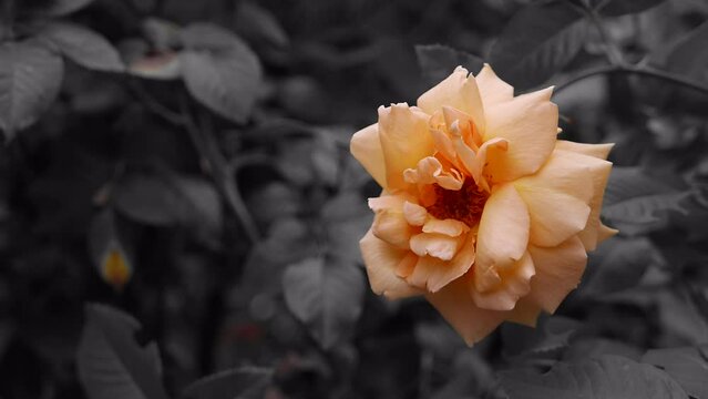 Selective color on Rosa 'Buff Beauty' with grayscale blurry background
