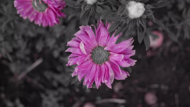 Selective color on a purple Transvaal daisy with a blurry grayscale background