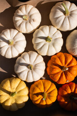 Lots of small decorative pumpkins for the background