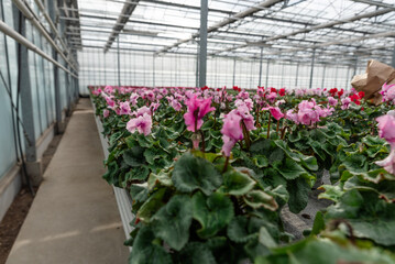 Fototapeta na wymiar Flowers in a modern greenhouse. Greenhouses for growing flowers. Floriculture industry. 