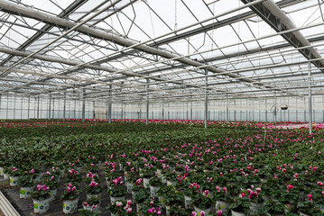 Flowers in a modern greenhouse. Greenhouses for growing flowers. Floriculture industry. 