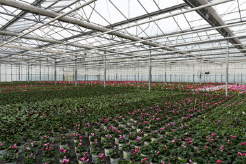 Flowers in a modern greenhouse. Greenhouses for growing flowers. Floriculture industry. 