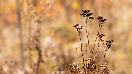 Wild plants with dried trunk flowers. Autumn, fall nature background. shallow depth of field