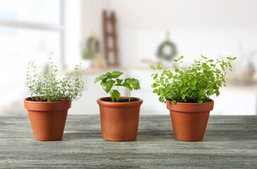 Pots with fresh aromatic herbs on wooden table in kitchen