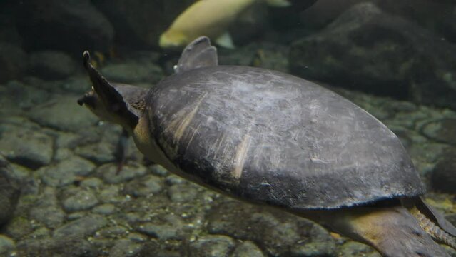 A pig nose turtle swimming around underwater