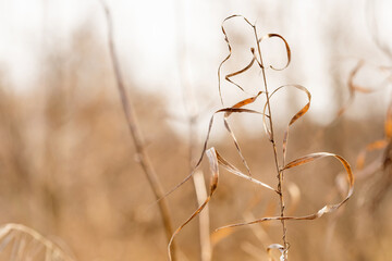 Macro view wild dried grass plant. Autumn, fall nature background. shallow depth of field