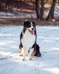 portrait of a domestic dog in the snow