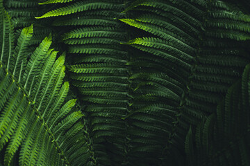 fern leaves in a dark environment