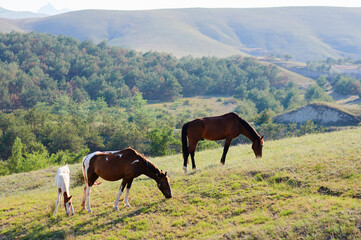 Obraz premium Horses grazing in green grass field.