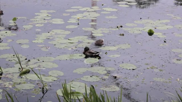 Ducks dip their heads in water with water lillies and lotus leaves around them while its raining