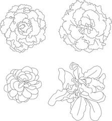 Salad head top view. 
Vector illustration of vegetable garden. 
