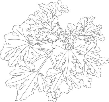 Zucchini plant illustration.
Top view of a vegetable garden in vector.