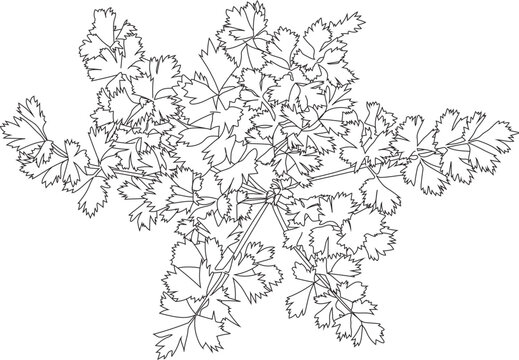 black and white parsley plant outline clip art preview
