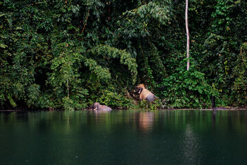 Wild asian elephant bathing in Cheow Lan Lake at Khao Sok National Park, Surat Thani Province, Thailand.
