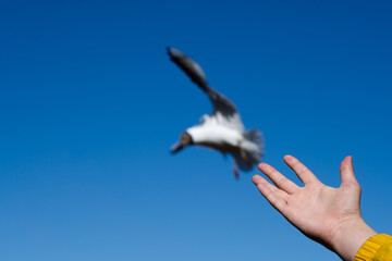 Men hand feeding seagulls. Sky background. The focus is on habd.