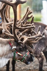 Closeup of deer with big antlers and halter