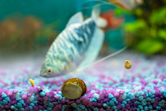 Opaline gourami, trichopodus trichopterus, fish and snails in a home aquarium