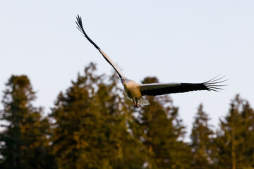 White stork (Ciconia ciconia) in Switzerland