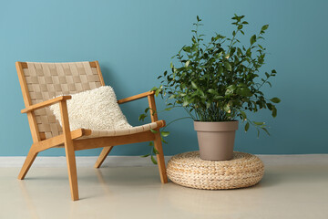 Green houseplant on rattan pouf and armchair near blue wall