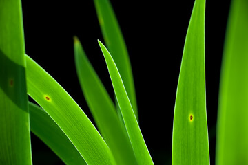 Obraz premium Green grass in the black background. Soft image background