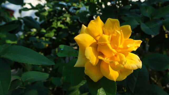 Closeup shot of a yellow rose in the garden