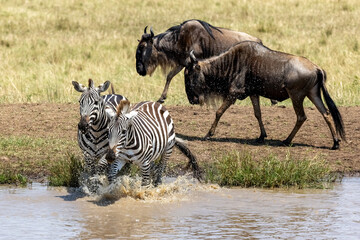 Two plains zebras, equus quagga, splashes into a waterhole in the Masai Mara, Kenya, whilst two...