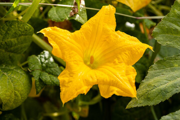 Close-up of the front of the yellow female pumpkin flower in the organic garden.