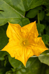 Close-up of the front of the yellow female pumpkin flower in the organic garden.