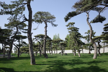 traditional arch way building in chinese garden with pine tree