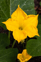 Close-up of the front of the yellow female pumpkin flower in the organic garden.