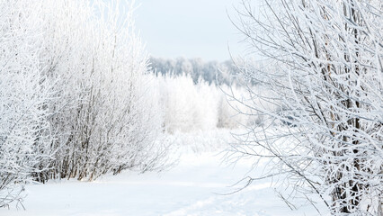 white hoarfrost covered tree branches in winter forest