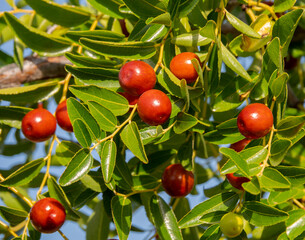 Simmondsia chinensis - jojoba - immature pilaf on a tree on a Sunny day - obrazy, fototapety, plakaty