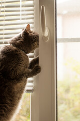 a gray cat is standing near the window and trying to get out into the street