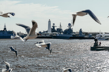 Sea gull open wings flying over the port terminal and the blue sky background.