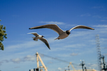 Seagulls flying over the sea and port