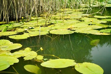 Virpazar Montenegro 2022 June