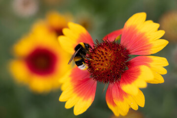 bee on flower