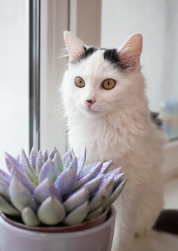white cat sits on a windowsill near a window and a flower pot with succulents. Favorite pet at home. botanical hobby