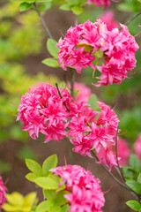 Beautiful pink rhododendron flower close-up. Blooming rhododendron on bokeh background.