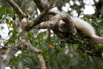 Monkey on the tree, monkey climbing a tree in the forest