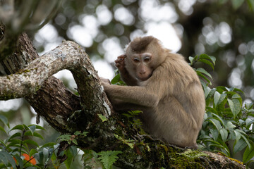 Monkey on the tree, monkey climbing a tree in the forest