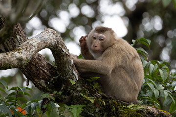 Monkey on the tree, monkey climbing a tree in the forest