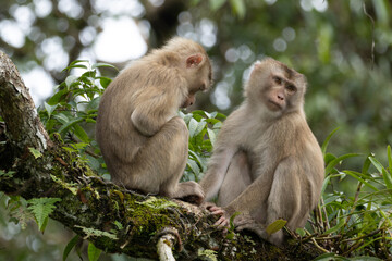 Two monkeys cleaning each other by finding ticks or flea on the tree in the forest.