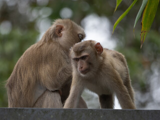Two monkeys cleaning each other by finding ticks or flea on the tree in the forest.