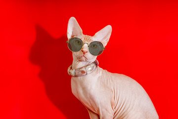 Canadian Sphynx cat in sunglasses on a red background